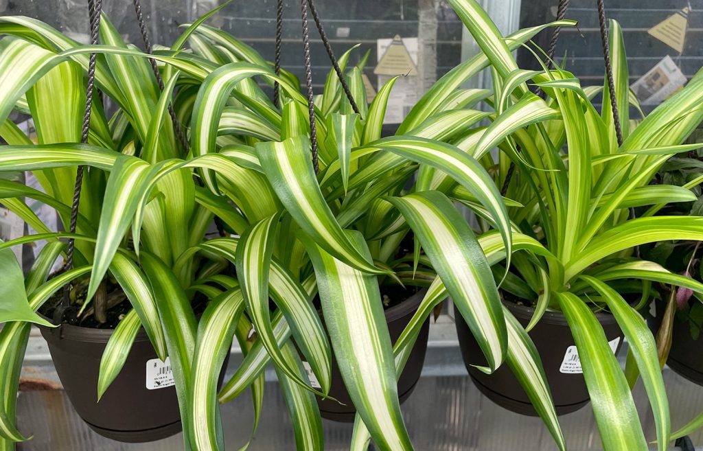 Hanging Snake Plants At Store