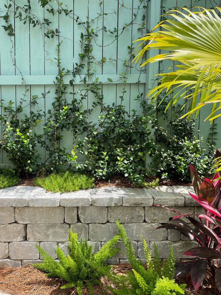 Close up of star jasmine planted in retaining wall along fence with stonecrop foxtail ferns red ti